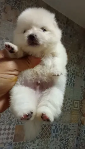 Ursinho Lulu da Pomerânia branco neve