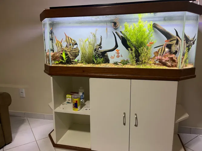 Aquário grande 300 litros com móvel
