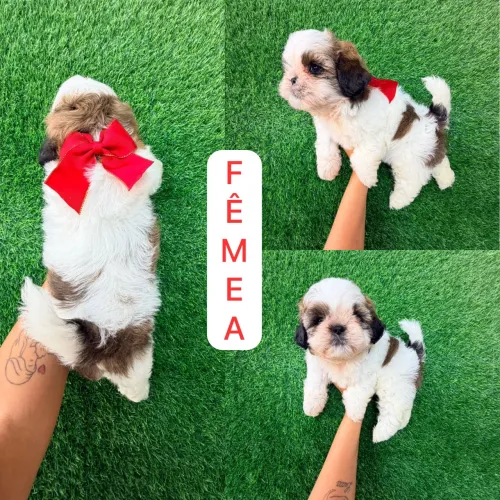 Fêmea branco e Marron de shitzu 
