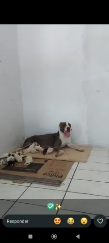 Vende-se FILHOTE DE PITBULL
