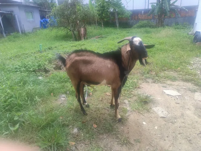 Vende ou troca um Bode 