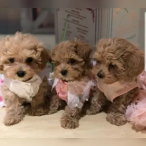 Poodle toy fêmeas e machinhos 