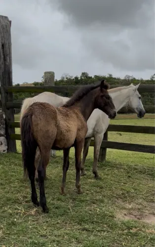 ÉGUA + POTRO + PRENHEZ netos do Ulisses Meaípe Oportunidade!!!