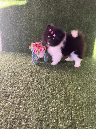 Filhote de Spitz Alemão - Uma fofura!