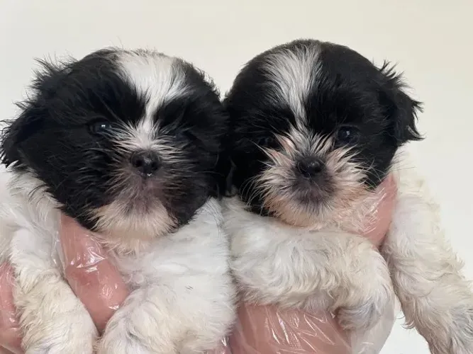 Shih Tzu - o companheiro ideal para todas as idades!
