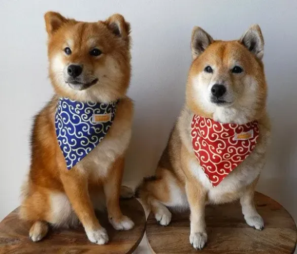 Shiba Inu - disponível Macho e Fêmea 