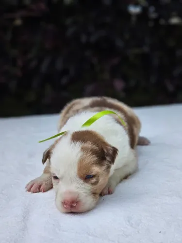 Border Collie | Entrega em Campo Grande dia 24/11 e 08/12