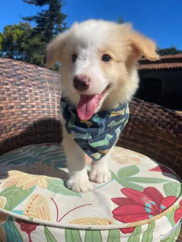 Border collie Vermelho australiano 