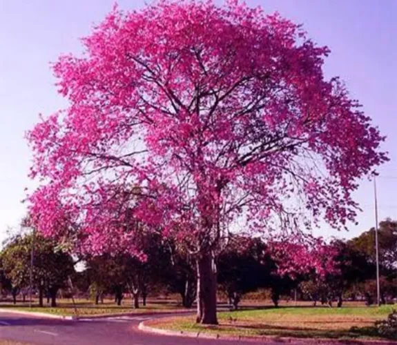 Ipê roxo