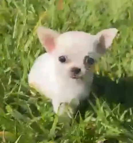 Chihuahua para adquirir