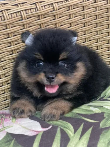 F Spitz Alemão - Black Tan