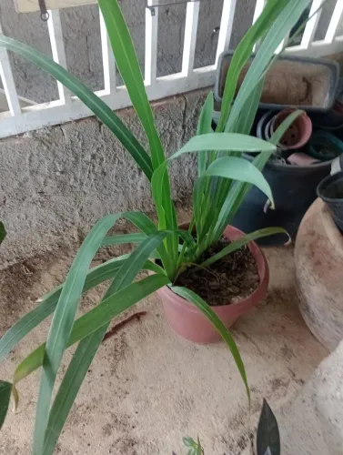 1Vaso com mudas de íris lilás 