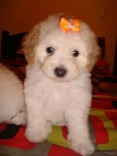 Poodles filho - tês fêmea champanhe 