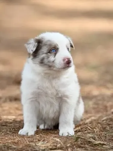 Border collie  , enviamos vídeos atualizados 