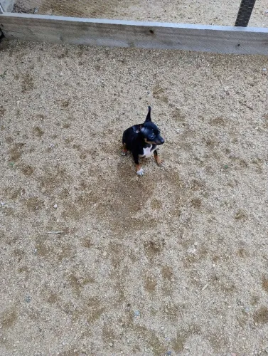 Pinscher fêmea com 3 meses 