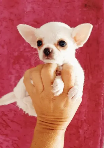 Chihuahua Miniatura: Machos e Fêmeas na cor creme