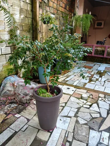 Árvore de jaboticaba em vaso.