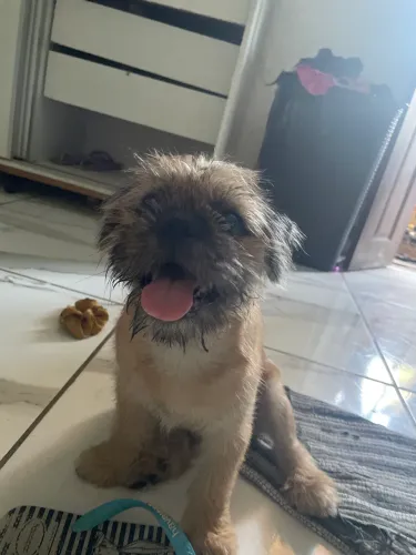 Cachorro