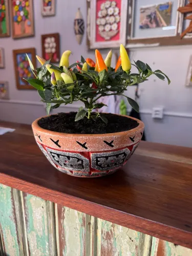 Pimenta ornamental