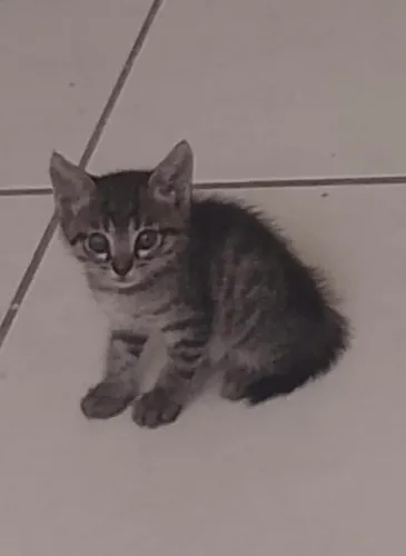 Gatinho filhote adoção