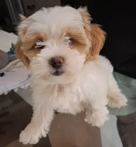Filhote de Lhasa Apso