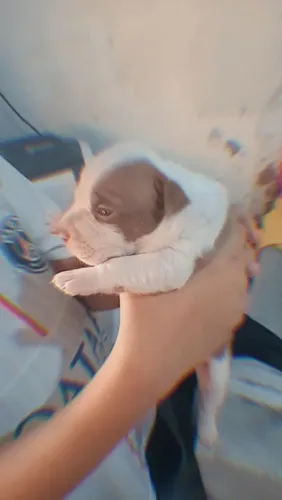 Vendo filhote de pit bull femea a última da ninhada whats *