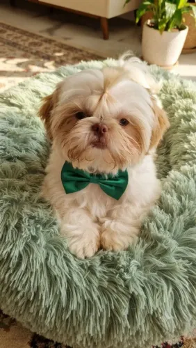 Shih tzu mini macho branco