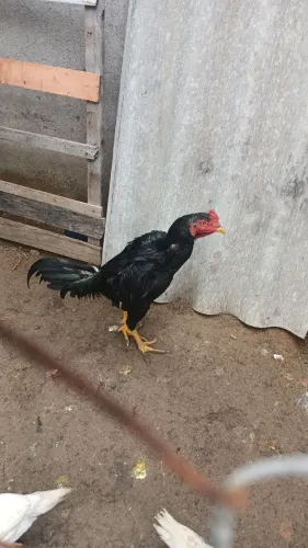 Veno frango top