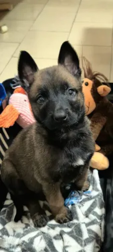 Filhote de pastor belga de malinois 