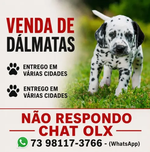 Dalmata ( Filhotes ) venda 