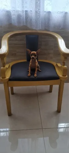 Pinscher fêmea marrom