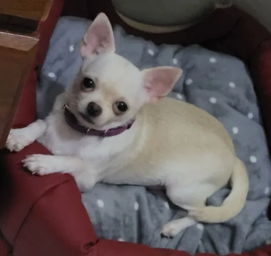 Chihuahua disponível