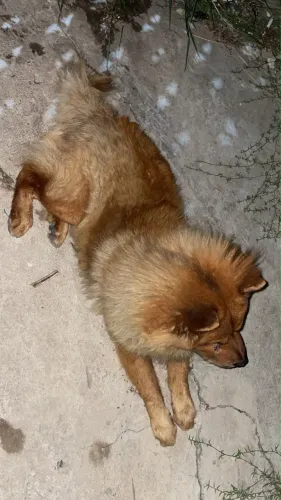 Estou doando um chow chow original macho simba 