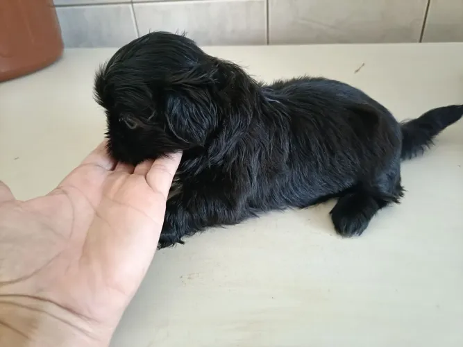 Shitzu mini