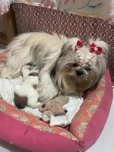 Vendo filhote de Shitzu