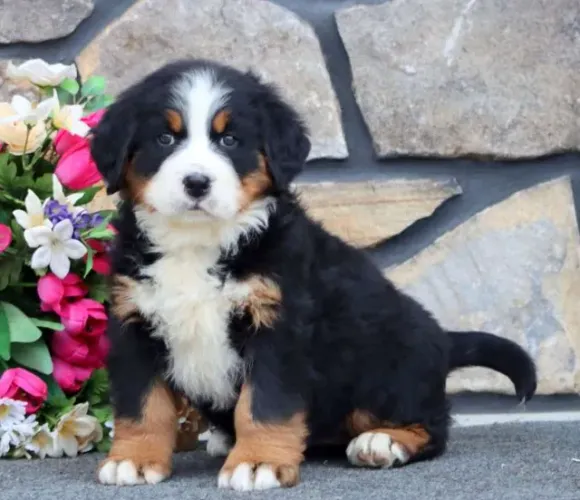 Últimos filhotes de Bernese! Fale comigo no WhatsApp e garanta o seu!