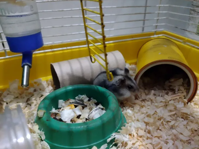 Hamster anão russo,filhote cinza (só o hamster) 50 reais