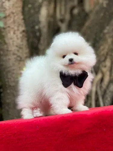 Lulu da pomerania disponível 