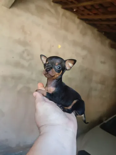 PINCHER MACHO 