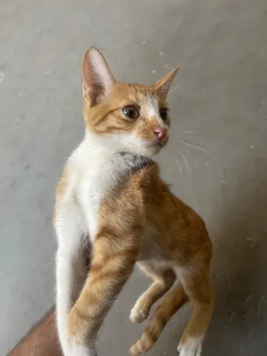 Gatos