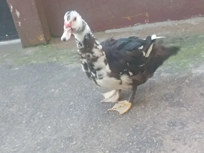Patos novos