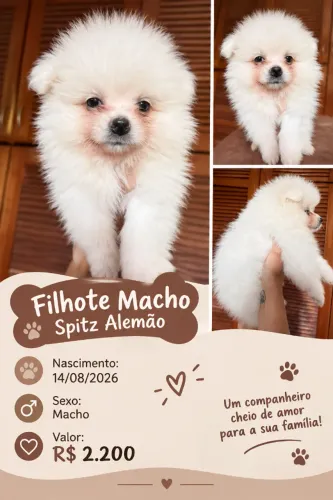 Spitz alemão macho