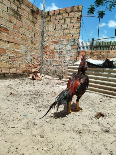Galo
