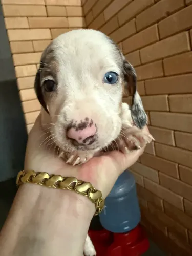 Linguiça Basset daschund salsicha