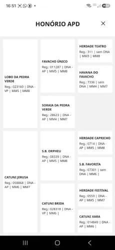 Cavalo marcha picada