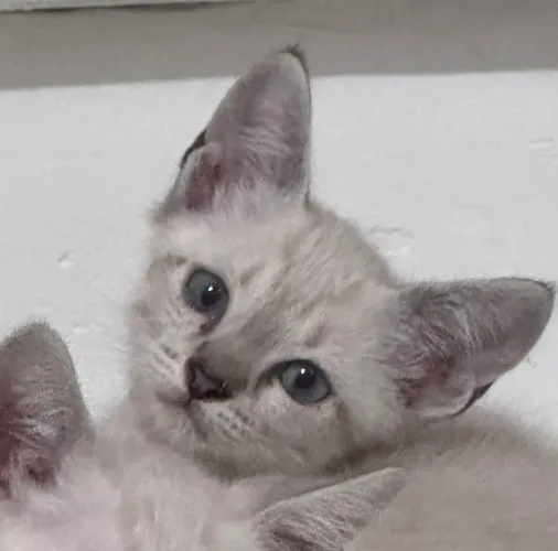 Gatinha linda pra adoção