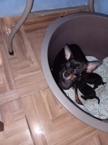Filhote de Pinscher 01 Macho