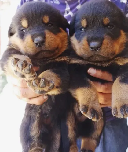 Rottweiler companheiros protetores e afetuosos