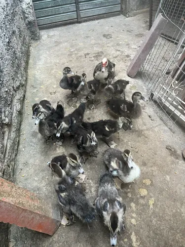 Filhotes de Pato (40 Dias)