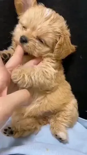Filhote maltês, Seus dias de solidão acabaram!